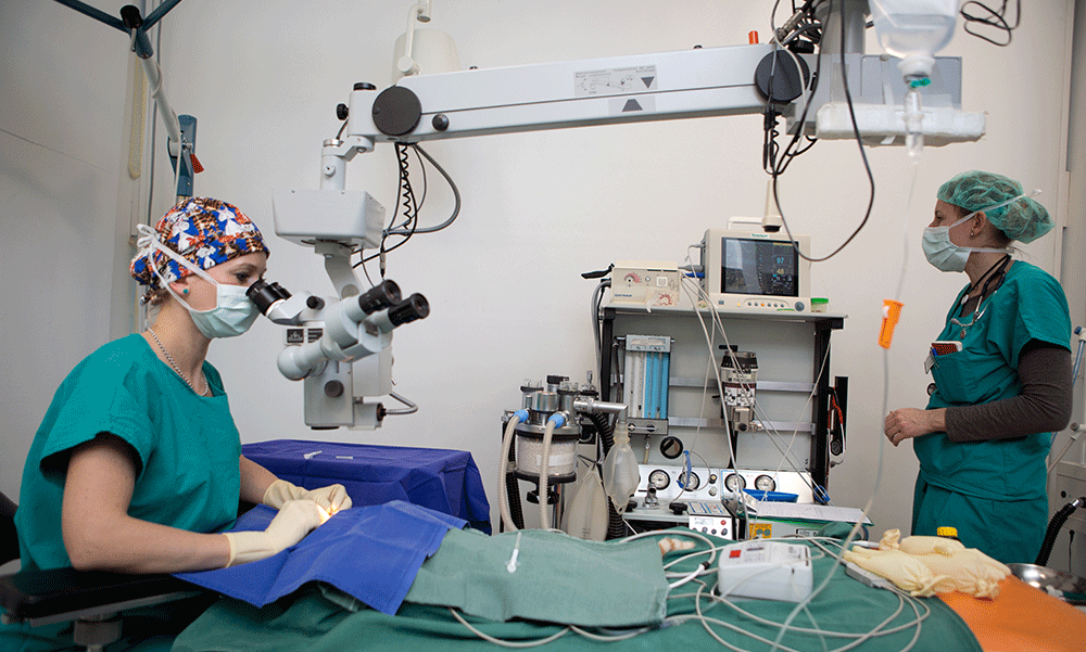 Tieärztliches Augenzentrum: Operationssaal